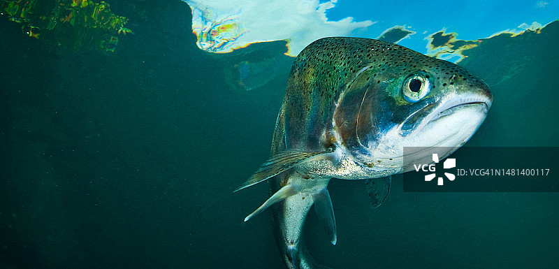澳大利亚海中游动的海狼热带鱼特写图片素材