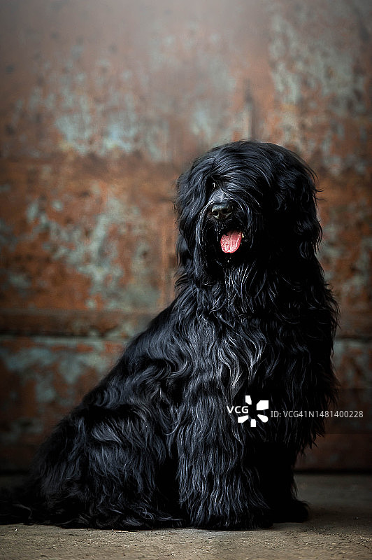 波兰坐在地板上的黑色布里亚德犬特写图片素材