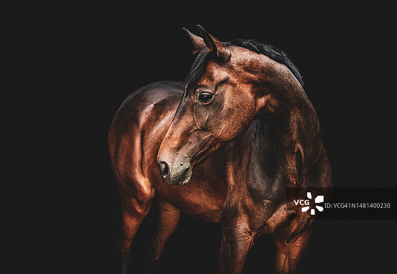 站在黑色背景下的纯种马肖像，波兰图片素材