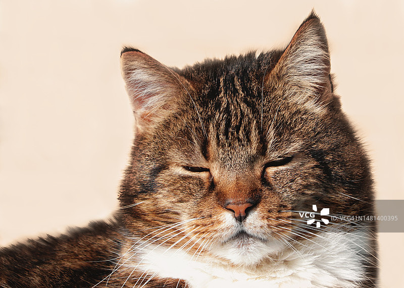 德国白色背景下的猫咪特写图片素材