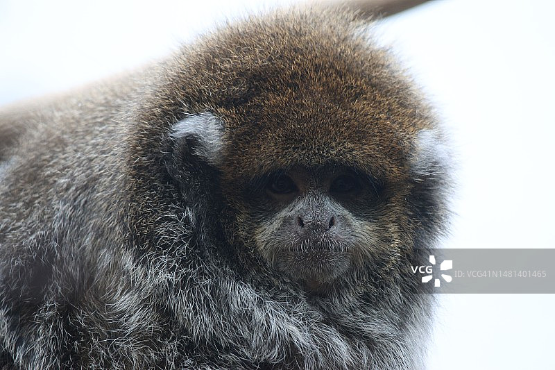 棉顶狨猴在晴朗天空下的特写图片素材