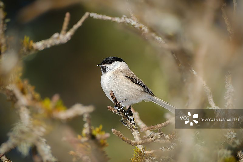 特写：栖息在树枝上的歌山雀，瑞典图片素材