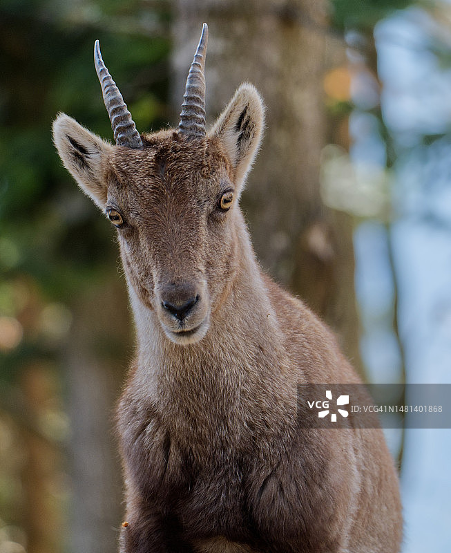 鹿的画像，奥地利图片素材