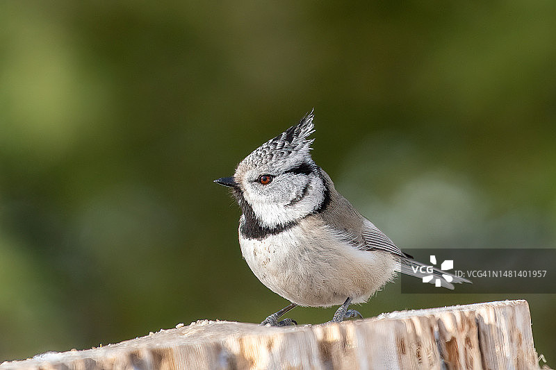 凤头山雀栖息在木头上特写，芬兰图片素材