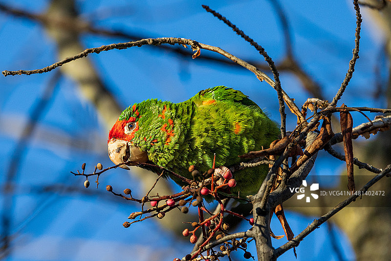 美国拉斯帕尔马斯公园树枝上的鸟的低角度视图图片素材