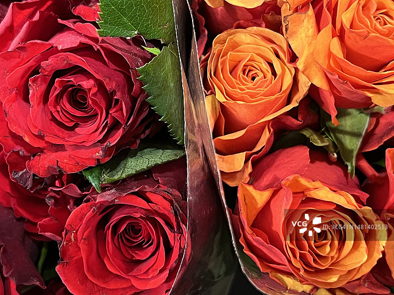 红色和橙色玫瑰图片素材
