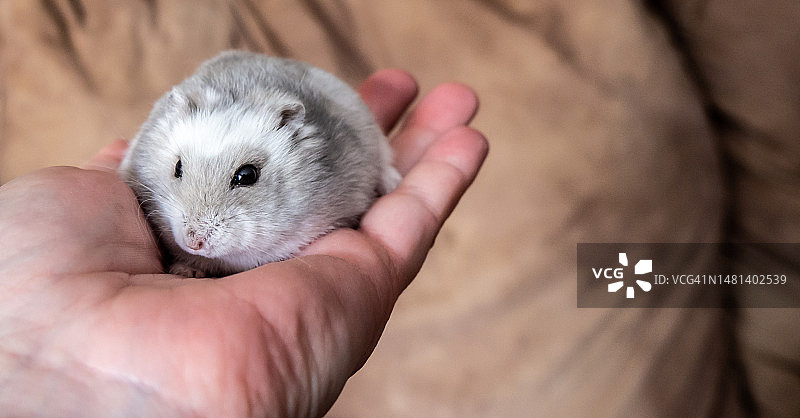 手持白色仓鼠，在沙发上，加拿大安大略省伦弗鲁图片素材