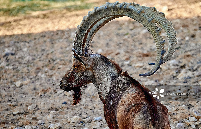 与悬崖之王眼神交流，约旦伊尔比德图片素材
