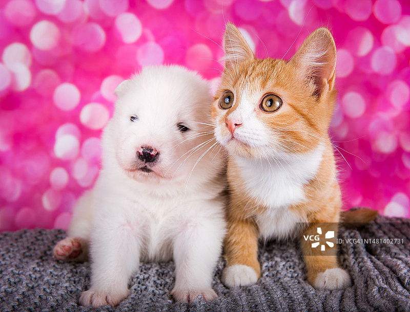 萨摩耶幼犬和小红猫图片素材