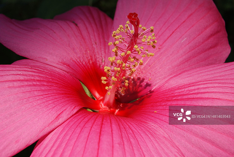 粉色芙蓉花特写，德国威斯巴登图片素材