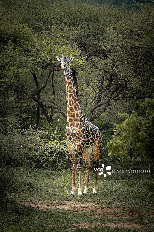 站在田野上的南方长颈鹿肖像，坦桑尼亚图片素材