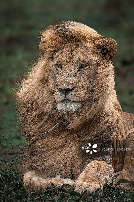 坦桑尼亚恩杜图，坐在田野上的狮子肖像图片素材