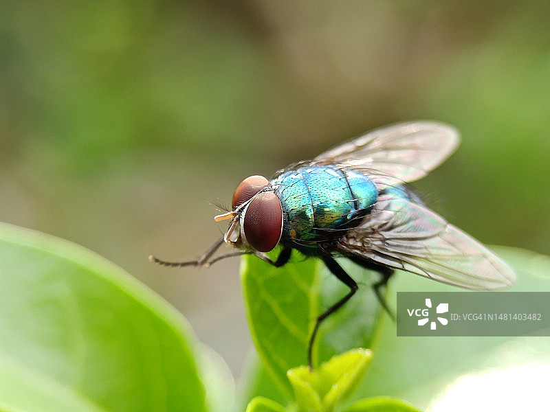 苍蝇在叶片上特写图片素材