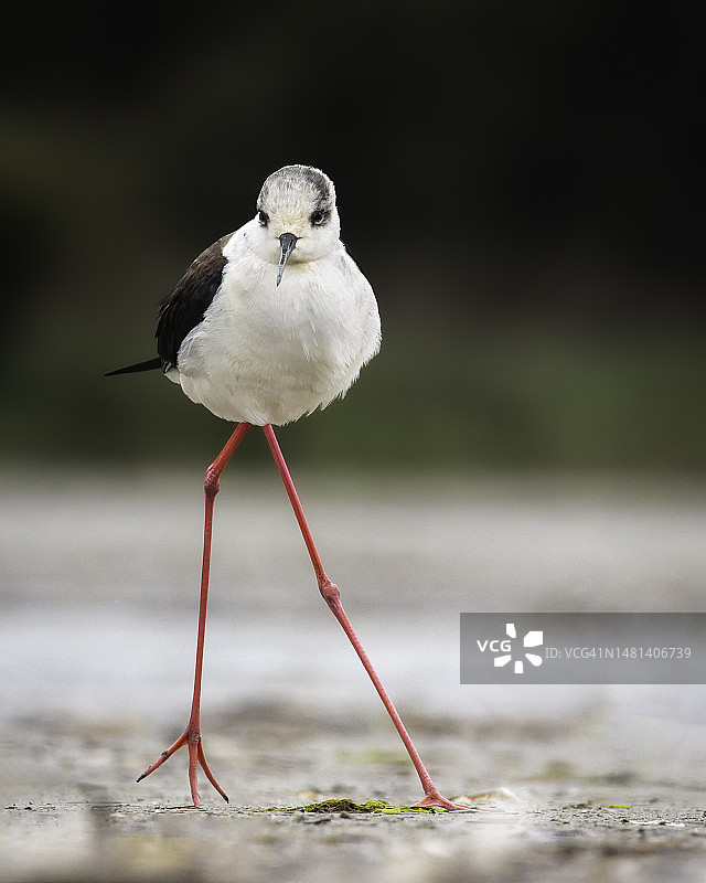 希腊海岸上的黑翅长脚鹬特写图片素材