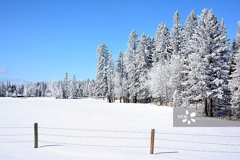 阳光明媚的冬日，布拉格溪的冰霜树木，加拿大阿尔伯塔省图片素材