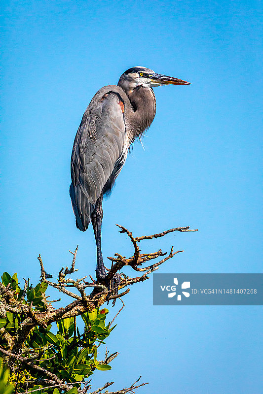 苍鹭摄影作品图片素材