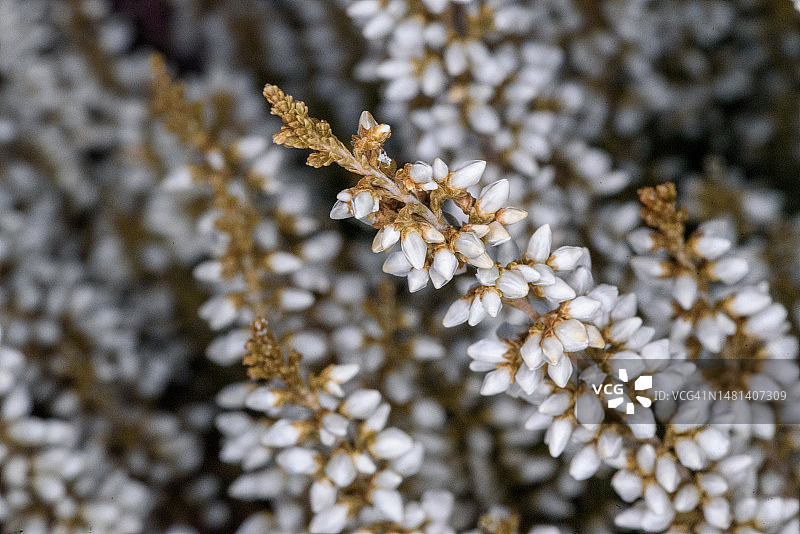 芬兰白色樱花树特写图片素材