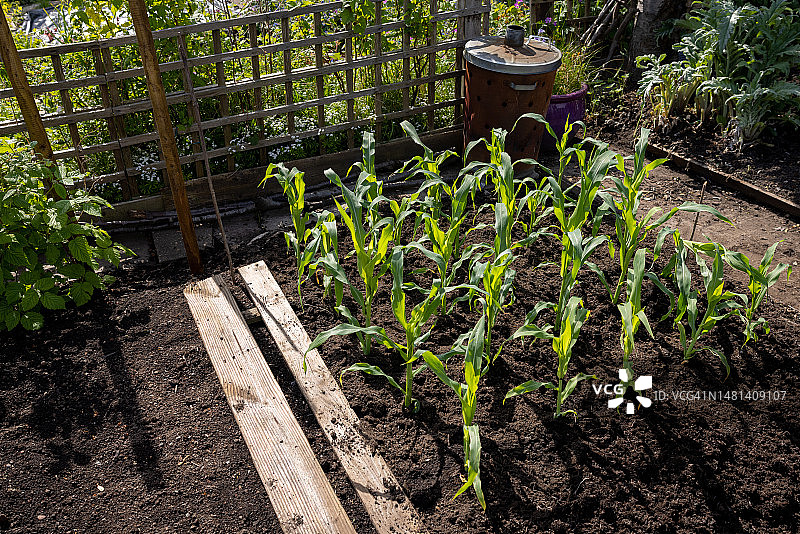 成熟的玉米棒图片素材