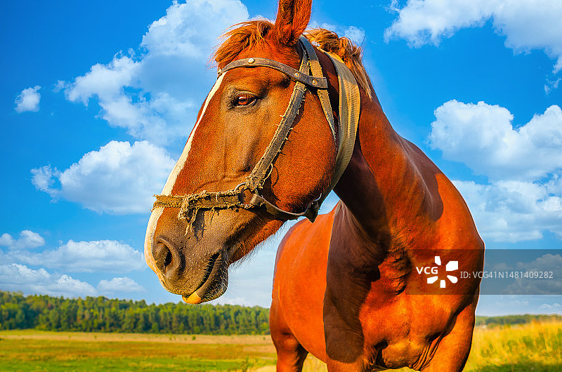 乌克兰赛马场地上纯种赛马的特写图片素材