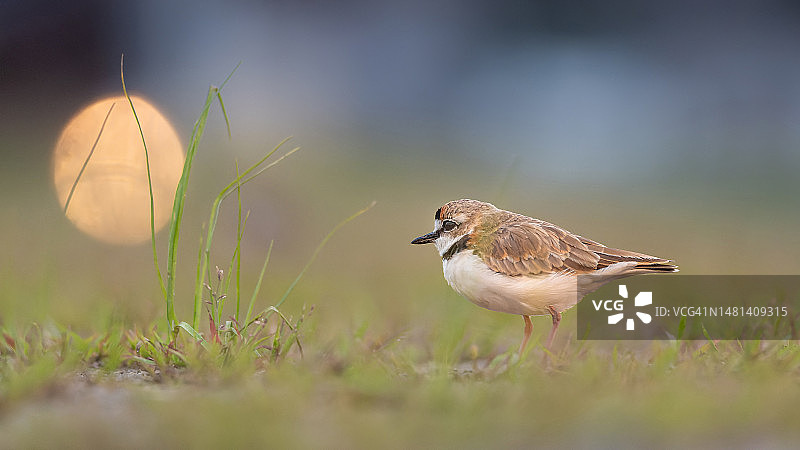 鸻科鸟类栖息在草地上的特写，法属圭亚那图片素材