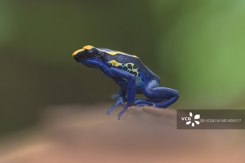 法属圭亚那叶子上箭毒蛙特写图片素材