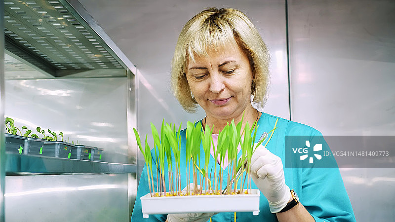 实验室工作人员检查土壤中生长中的绿色幼苗图片素材