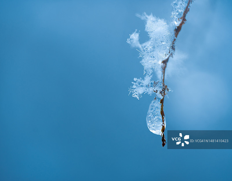 德国蓝天下冰冻植物特写图片素材