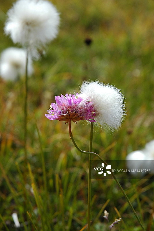 意大利库内奥省普拉托内沃索田野上的蒲公英花特写图片素材