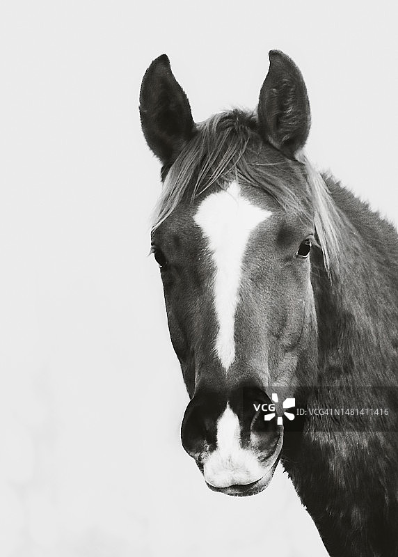 德国勃兰登堡蓝天下骏马的肖像图片素材