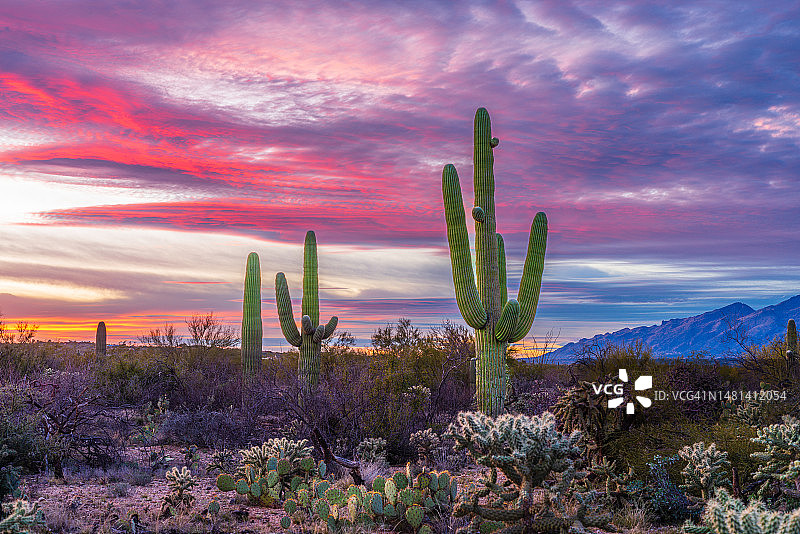 日落时分亚利桑那州图森市的仙人掌图片素材