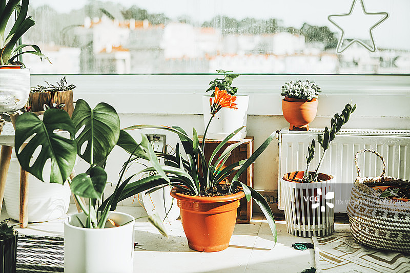 窗户附近的室内植物图片素材