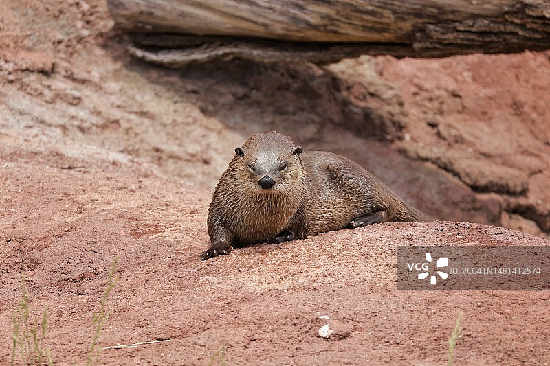 岩石上的海豹特写，美国南达科他州皮埃尔图片素材