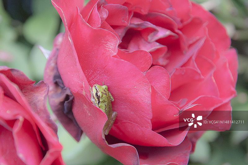 粉色玫瑰特写，美国华盛顿州雷德蒙德图片素材