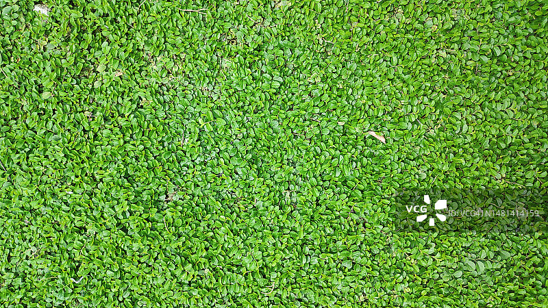 草地的全景照片图片素材