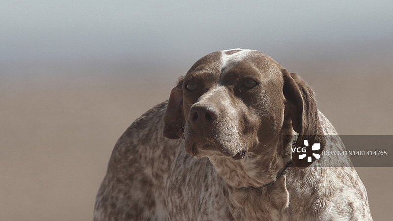 阿尔及利亚指示犬的特写图片素材