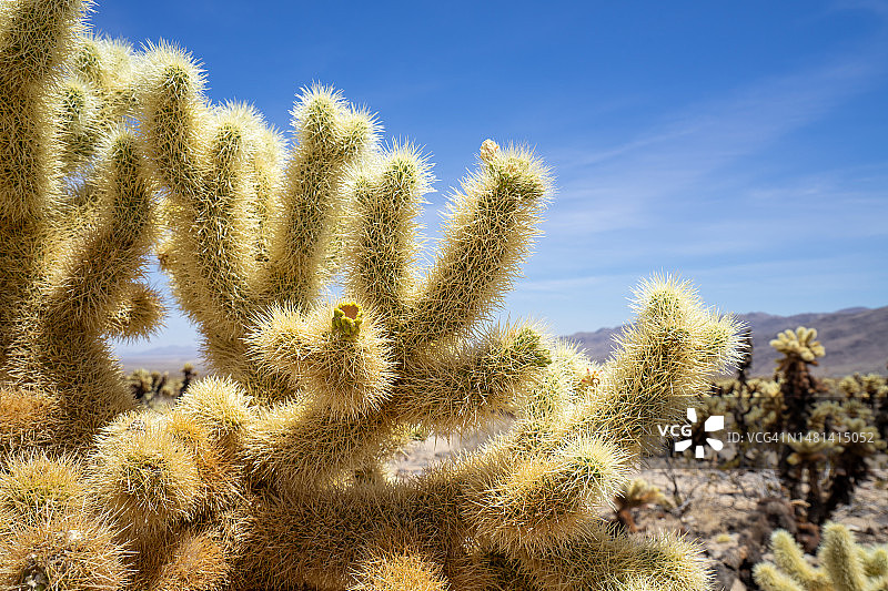 约书亚树国家公园，加利福尼亚州，天空下的仙人掌仰视角度照片，美国图片素材
