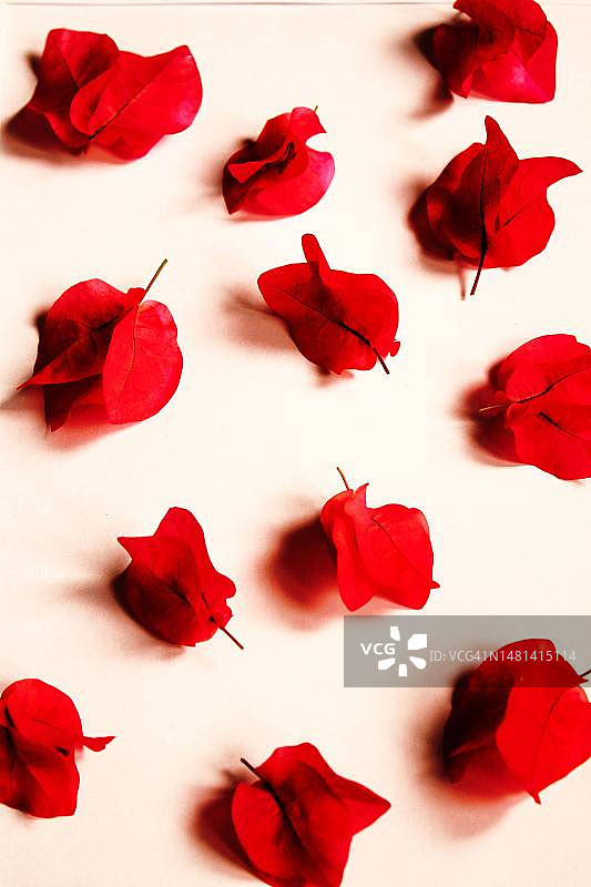 马来西亚白色背景上玫瑰花的俯视角度图片素材