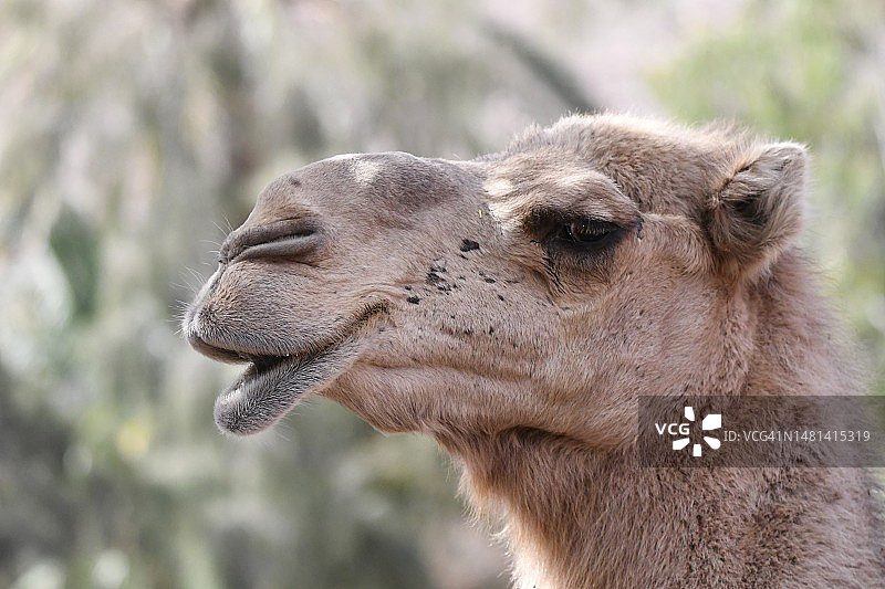 单峰骆驼和双峰骆驼特写，西班牙拉斯帕尔马斯富埃特文图拉岛图片素材