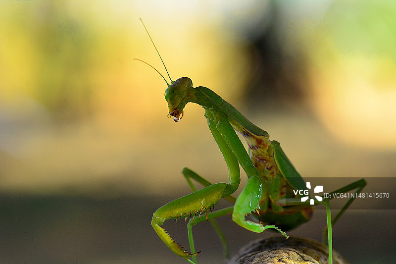 马其顿斯科普里植物上的蚱蜢特写图片素材
