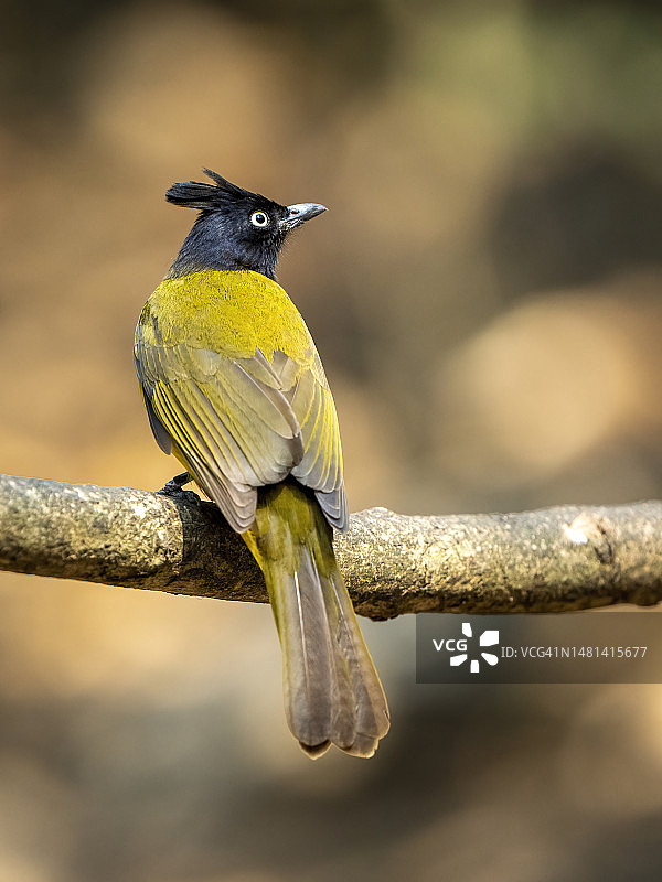 小鸟栖息在树枝上的特写镜头图片素材