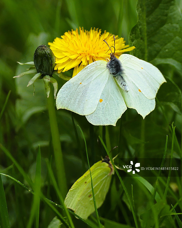 蝴蝶在花上授粉的特写图片素材
