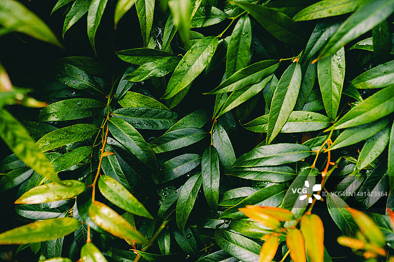 热带绿叶自然背景图片素材