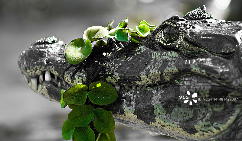 巴西湖中鳄鱼特写图片素材