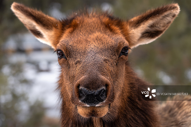 大峡谷国家公园的鹿的特写肖像，美国亚利桑那州图片素材