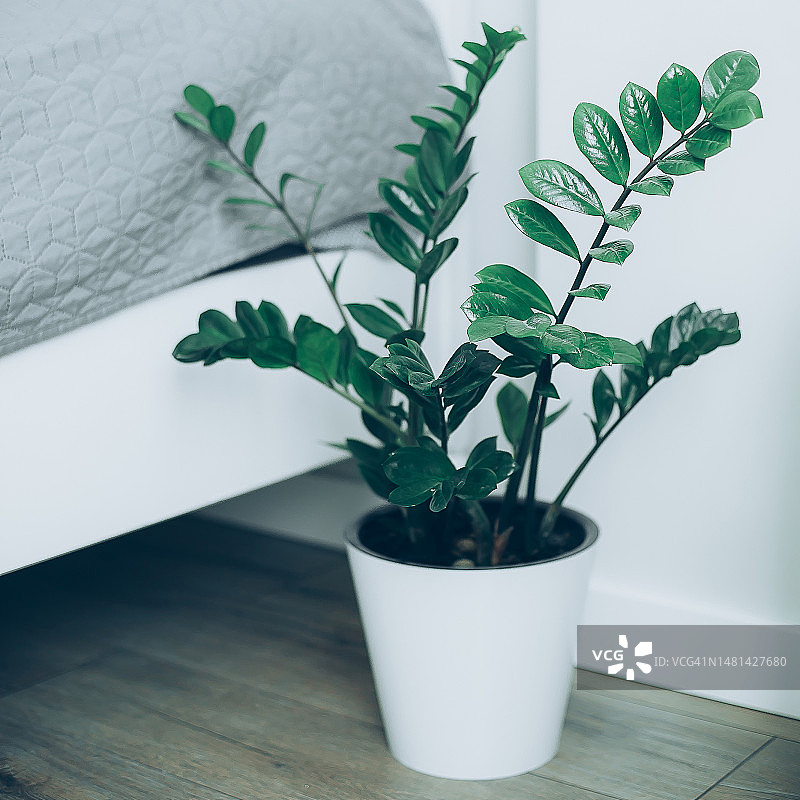 白色卧室内的白盆绿榕树盆栽，哈萨克斯坦图片素材