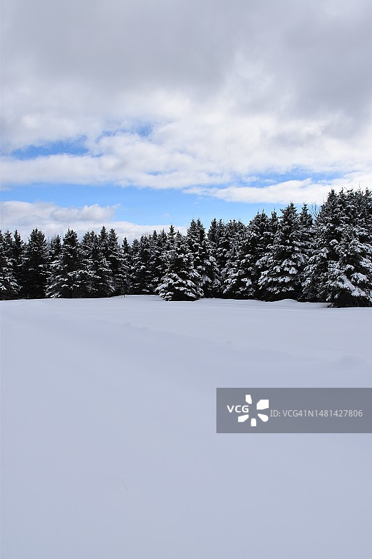 雪原树木与天空，加拿大图片素材
