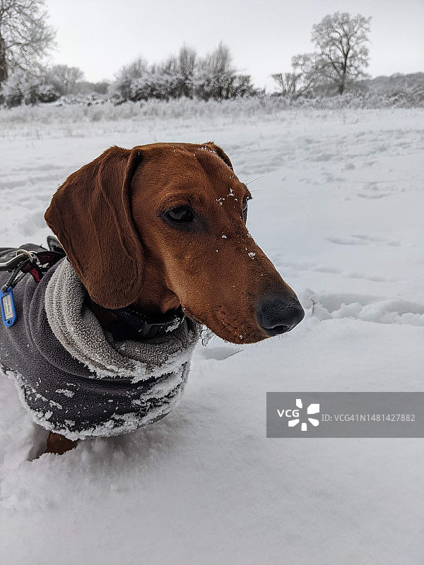 英国希奇伍德雪地里腊肠犬的特写图片素材