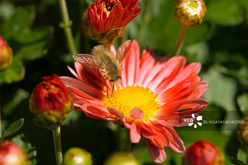 蜜蜂在红色菊花上，微距特写图片素材