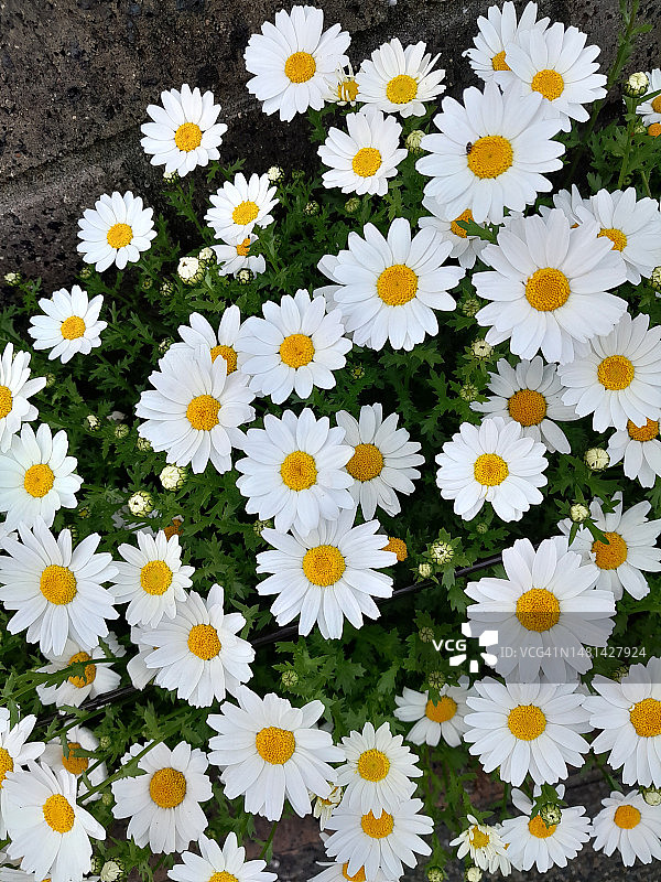 俯视视角：日本的雏菊花图片素材