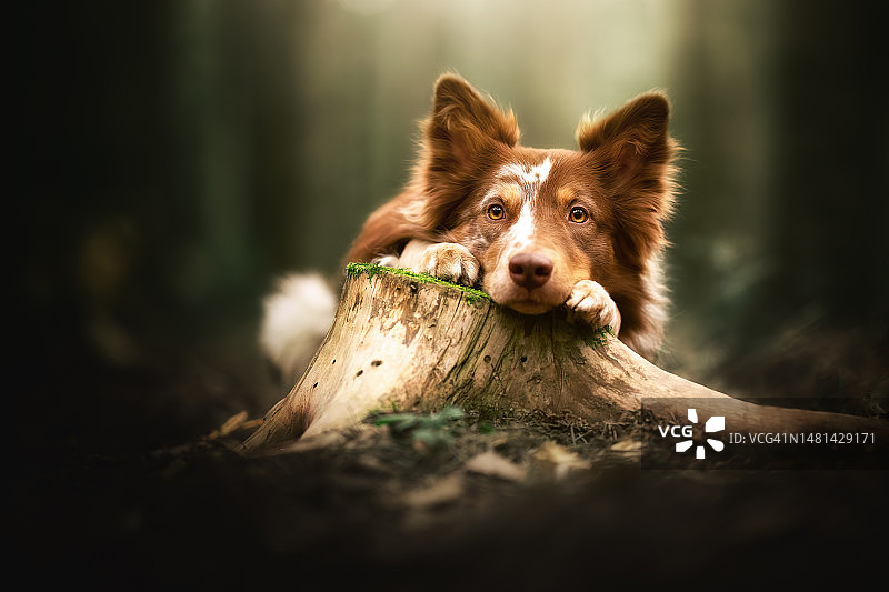 走进树林图片素材